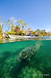Kayaker glides effortlessly on the surface as a manatee g... by Becky Kagan 